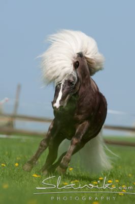 Classic_Pony_Jackson40951.JPG