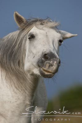 Connemara_709102.JPG