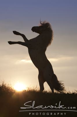Mini_Appaloosa_Lancelot60960990.JPG