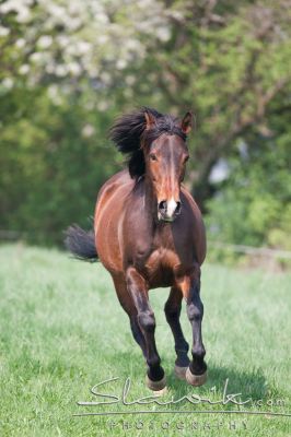 Quarter_Horse40924b.JPG
