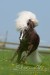 Classic_Pony_Jackson40951.JPG