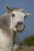 Connemara_709102.JPG