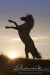 Mini_Appaloosa_Lancelot60960990.JPG
