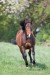 Quarter_Horse40924b.JPG